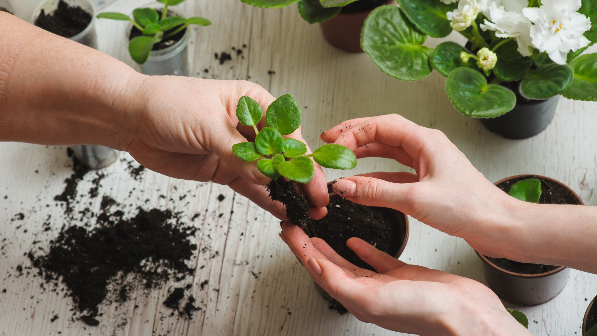 Plants And Gifts
