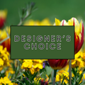 Designer's Choice - Masculine