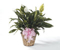 Peace Lily