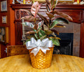 Rubber Plant