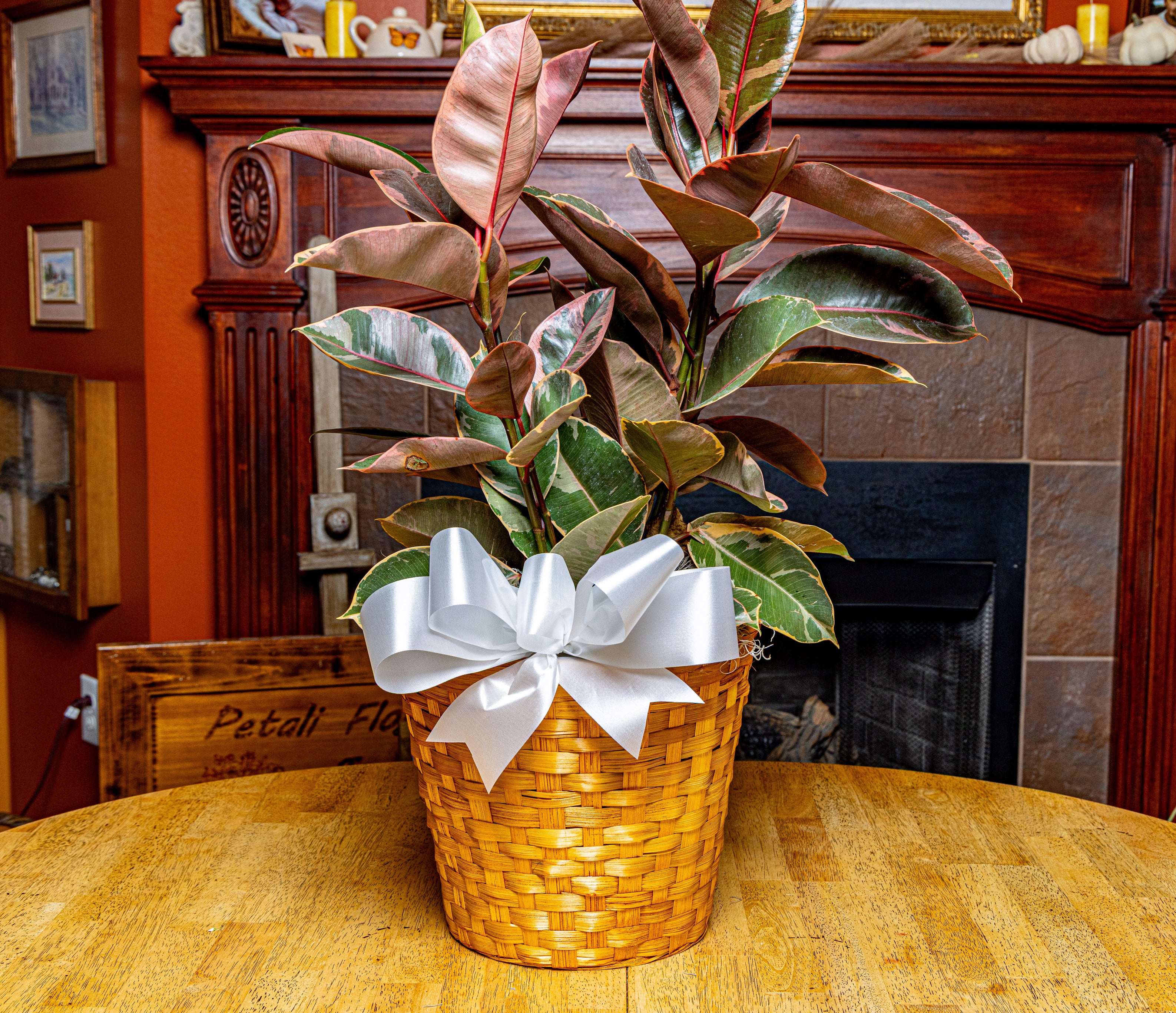 Rubber Plant