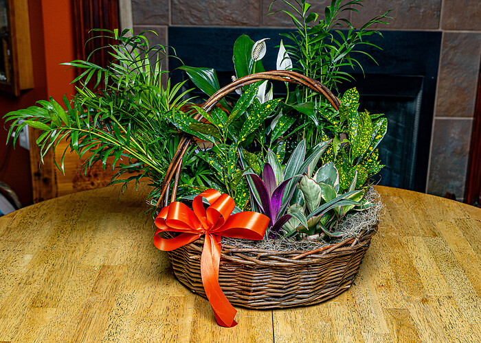 Large Plant Basket
