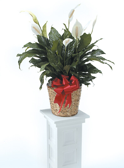 Large Peace Lily