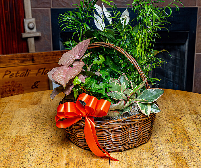 Medium Plant Basket