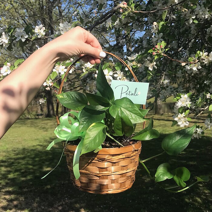 Small Basket Dish Garden