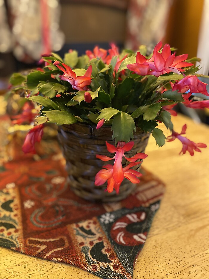 Christmas Cactus