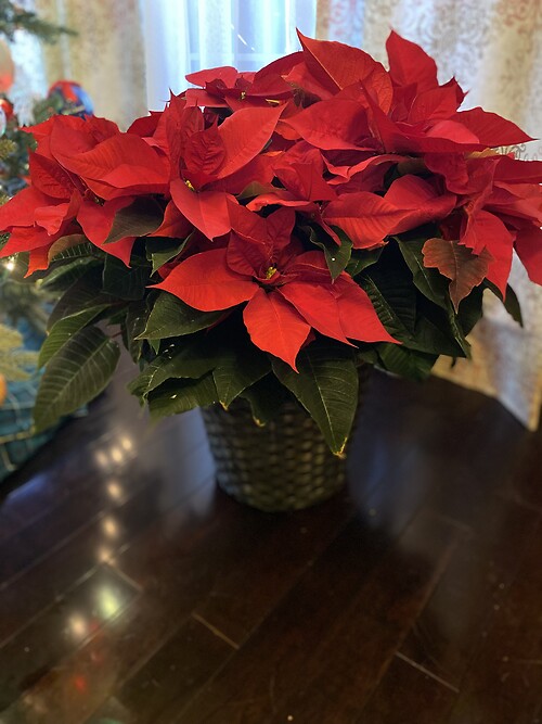 Classic Poinsettia