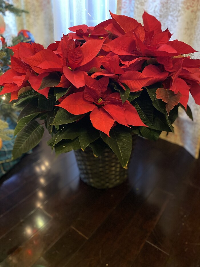 Classic Poinsettia