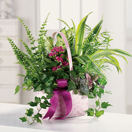 Large Basket Dish Garden