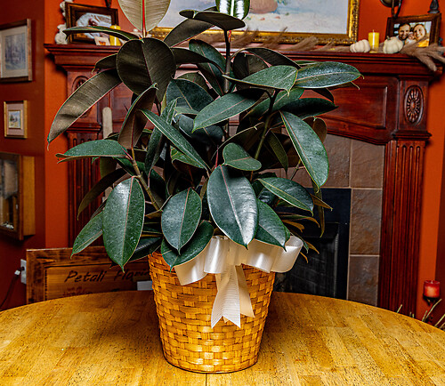 Large Rubber Plant