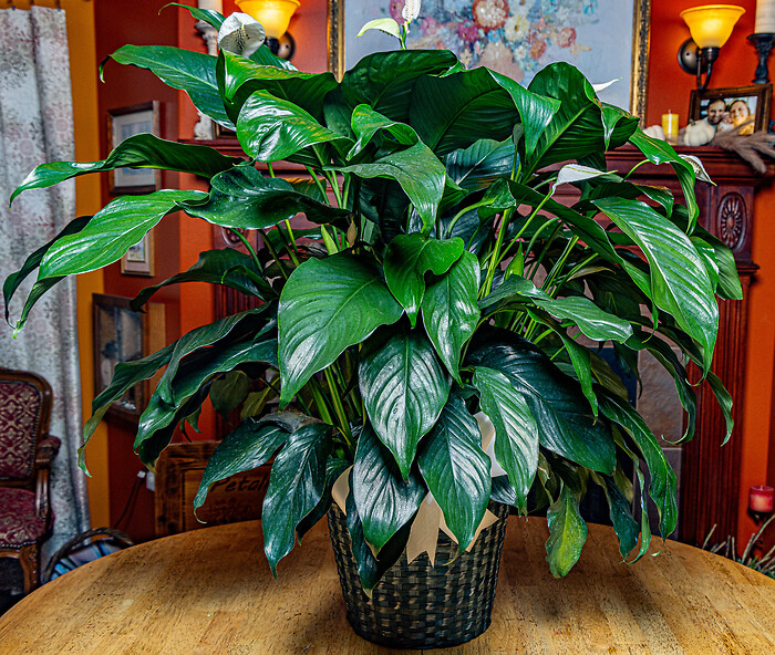 Large Peace Lily